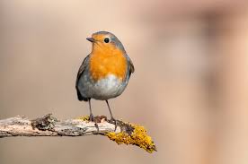 Bird Watching for Beginners